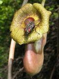 Image of taxon representative. Author is Сергей Майоров
