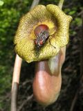 Aristolochia macrophylla