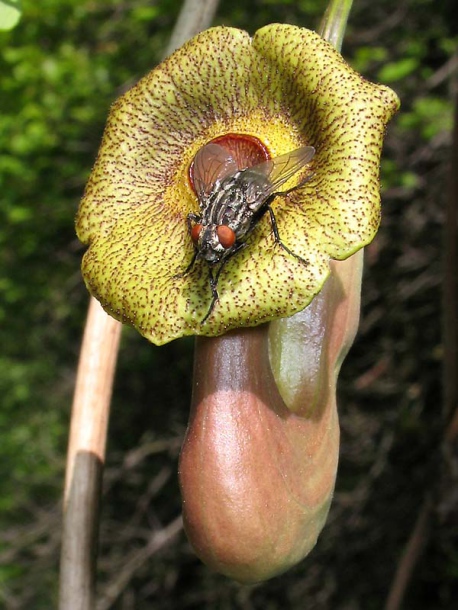 Изображение особи Aristolochia macrophylla.