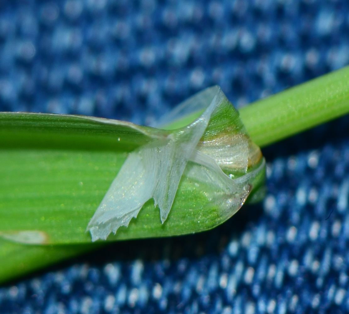 Image of Briza maxima specimen.