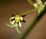 Luzula rufescens