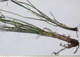 Bromopsis riparia