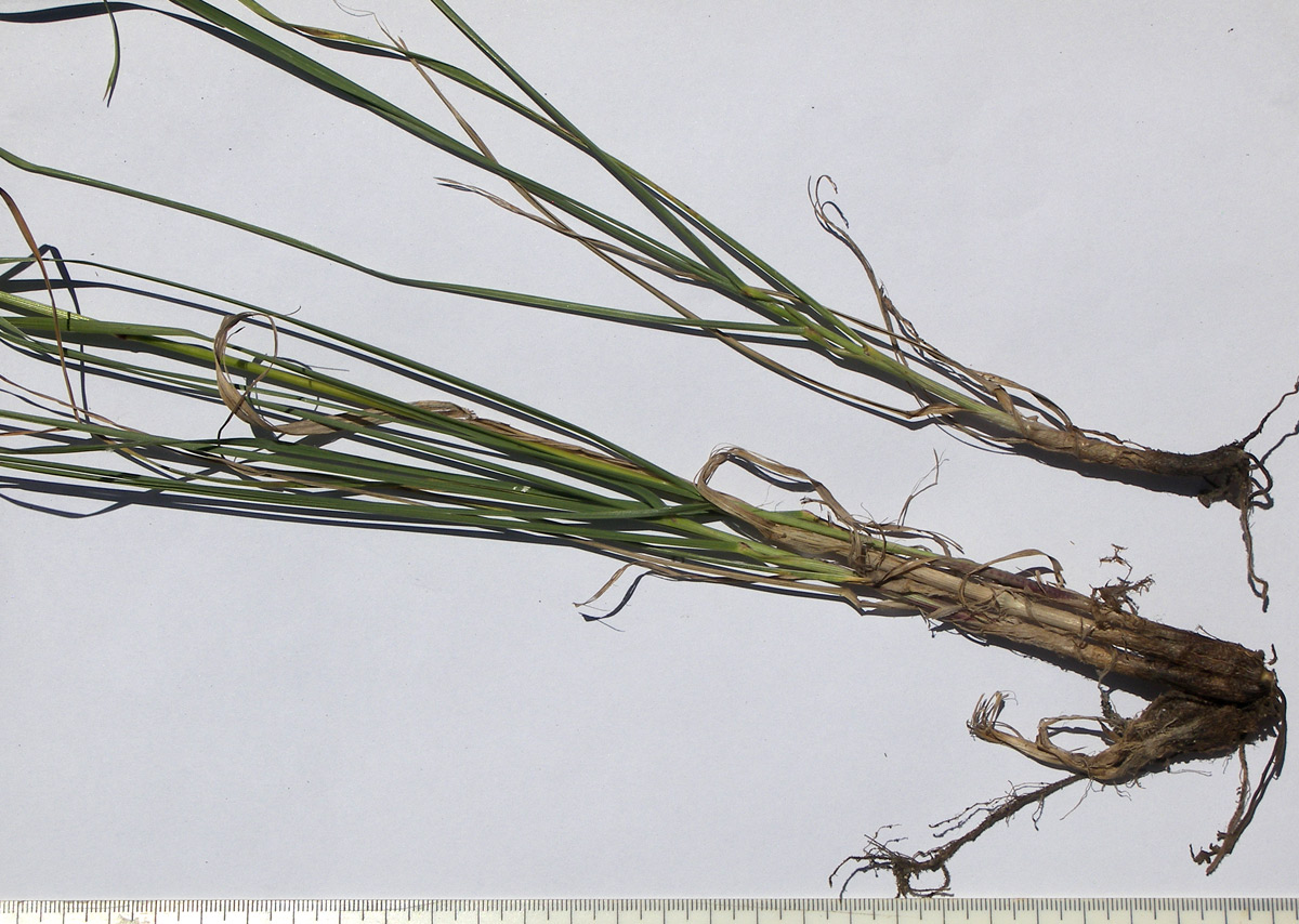 Изображение особи Bromopsis riparia.