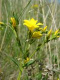 Linum flavum. Верхушка цветущего растения. Ульяновская обл., Инзенский р-н, окр. с. Коржевка, открытый склон с выходами мергелисто-меловых пород. 12 июня 2010 г.