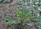 Hieracium maculatum