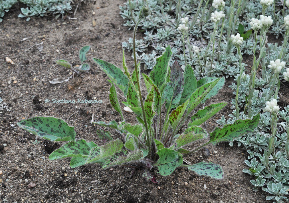 Image of Hieracium maculatum specimen.