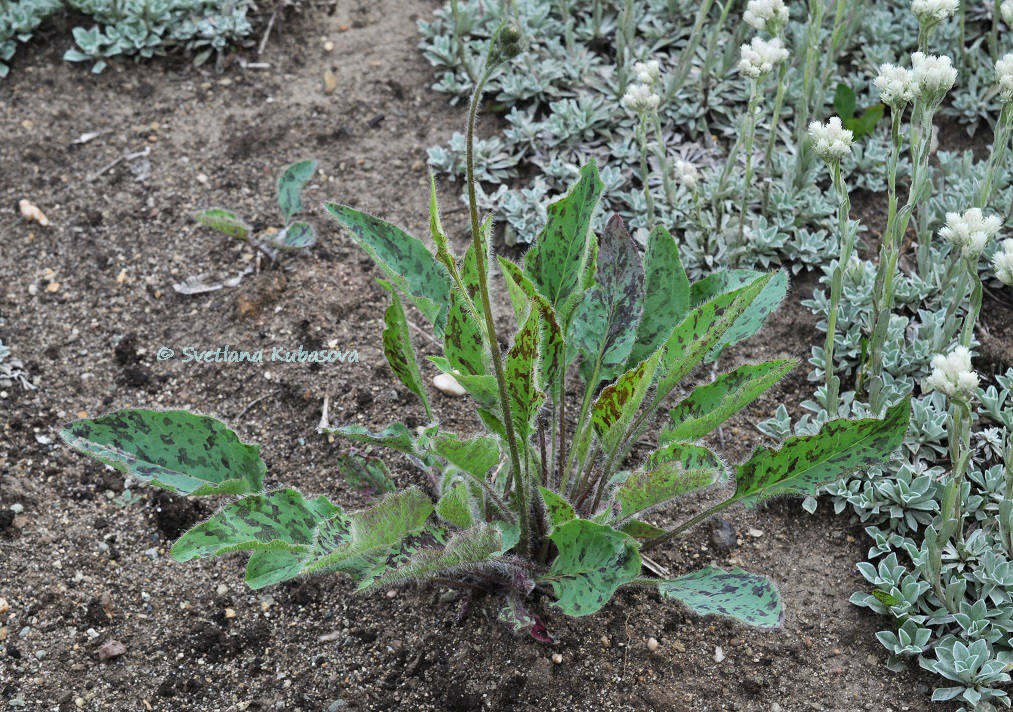 Изображение особи Hieracium maculatum.