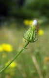 Crepis setosa