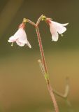 Linnaea borealis