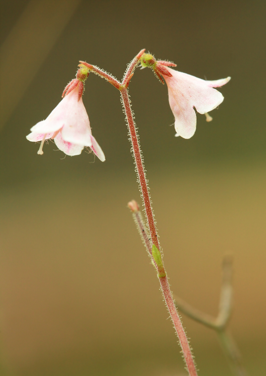 Изображение особи Linnaea borealis.