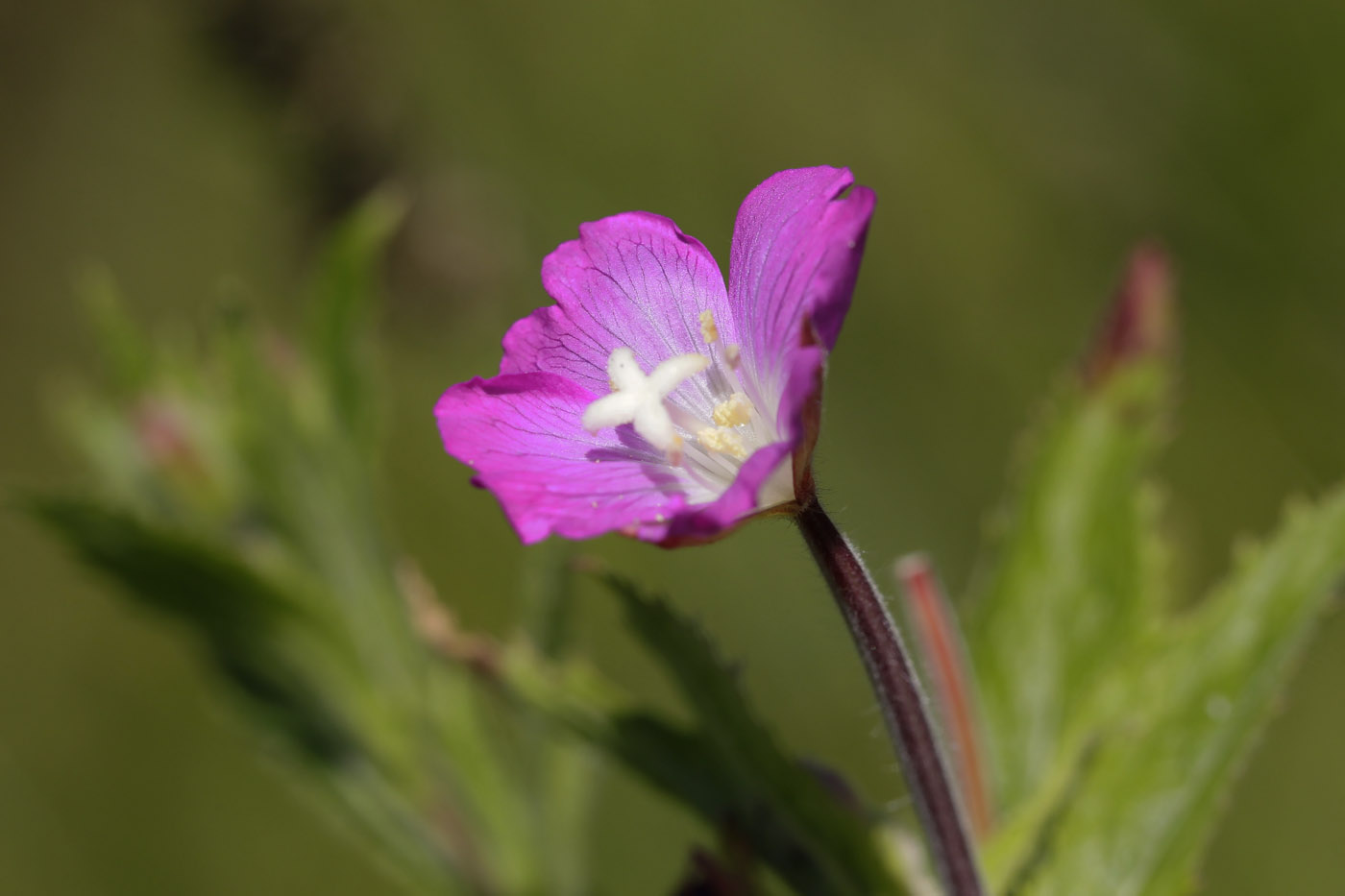 Изображение особи Epilobium hirsutum.