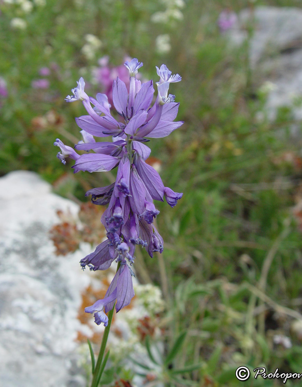 Image of Polygala major specimen.