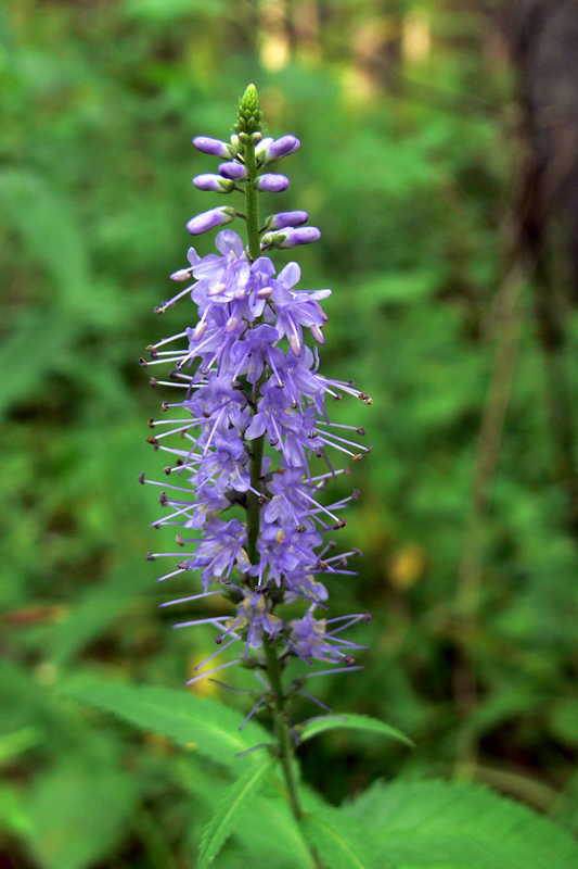 Изображение особи Veronica longifolia.