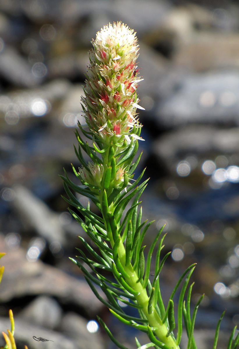 Image of Clementsia semenovii specimen.