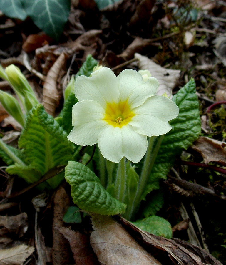 Image of Primula vulgaris specimen.