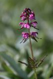 Pedicularis chamissonis