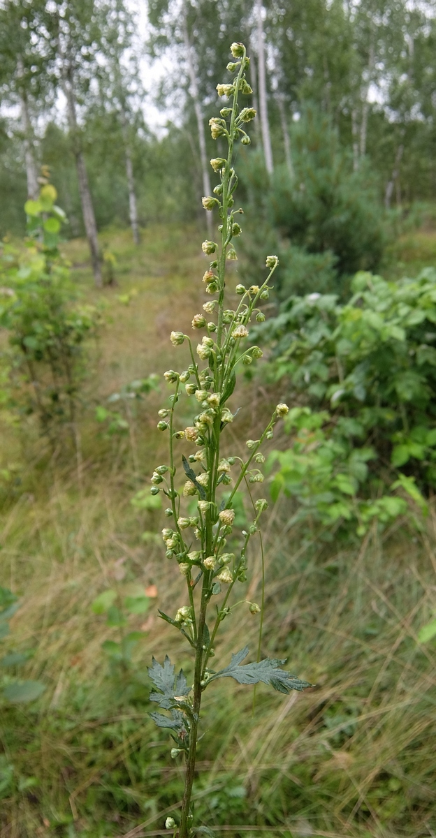 Image of Artemisia maximovicziana specimen.