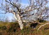 Betula czerepanovii