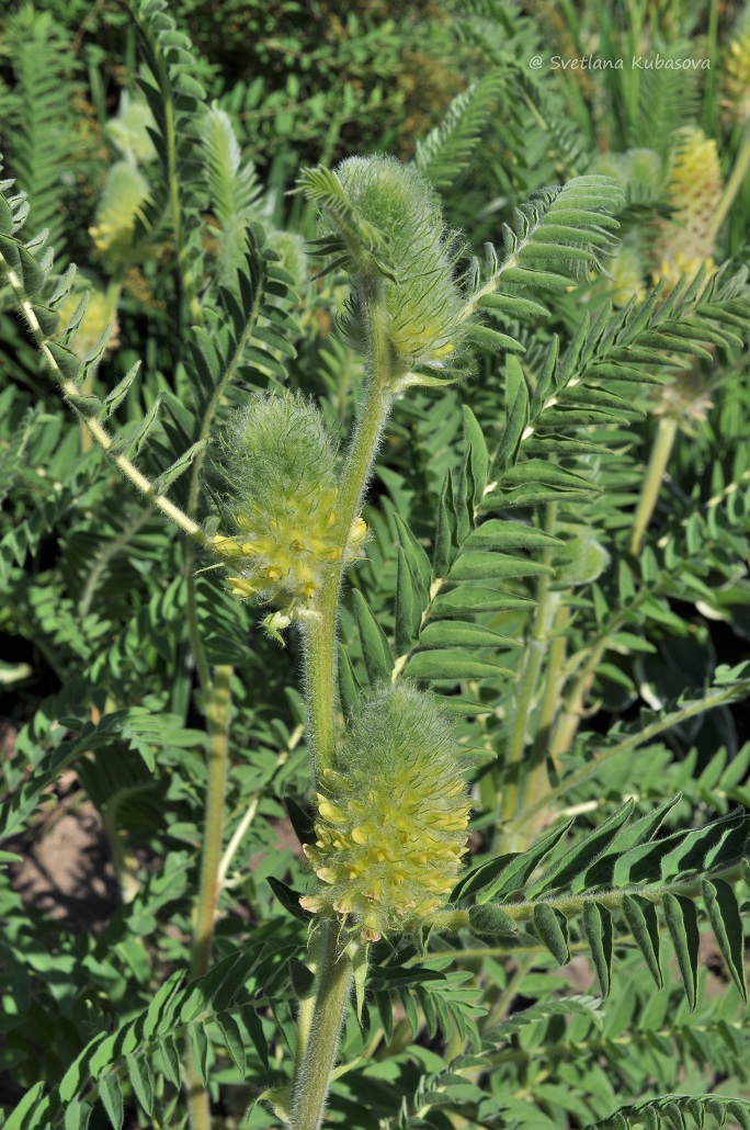 Image of Astragalus alopecurus specimen.