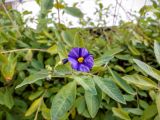 Lycianthes rantonnetii