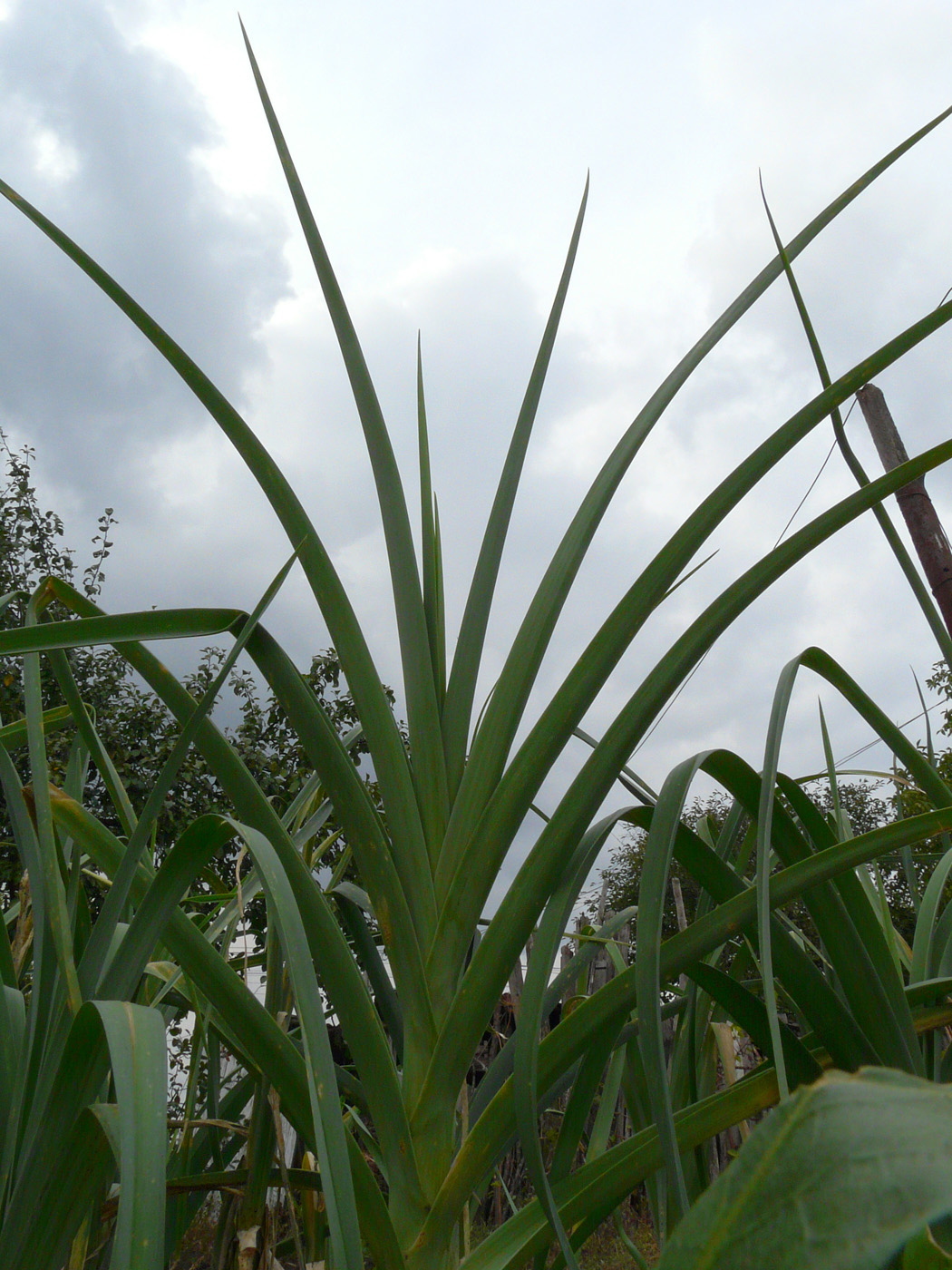 Image of Allium porrum specimen.