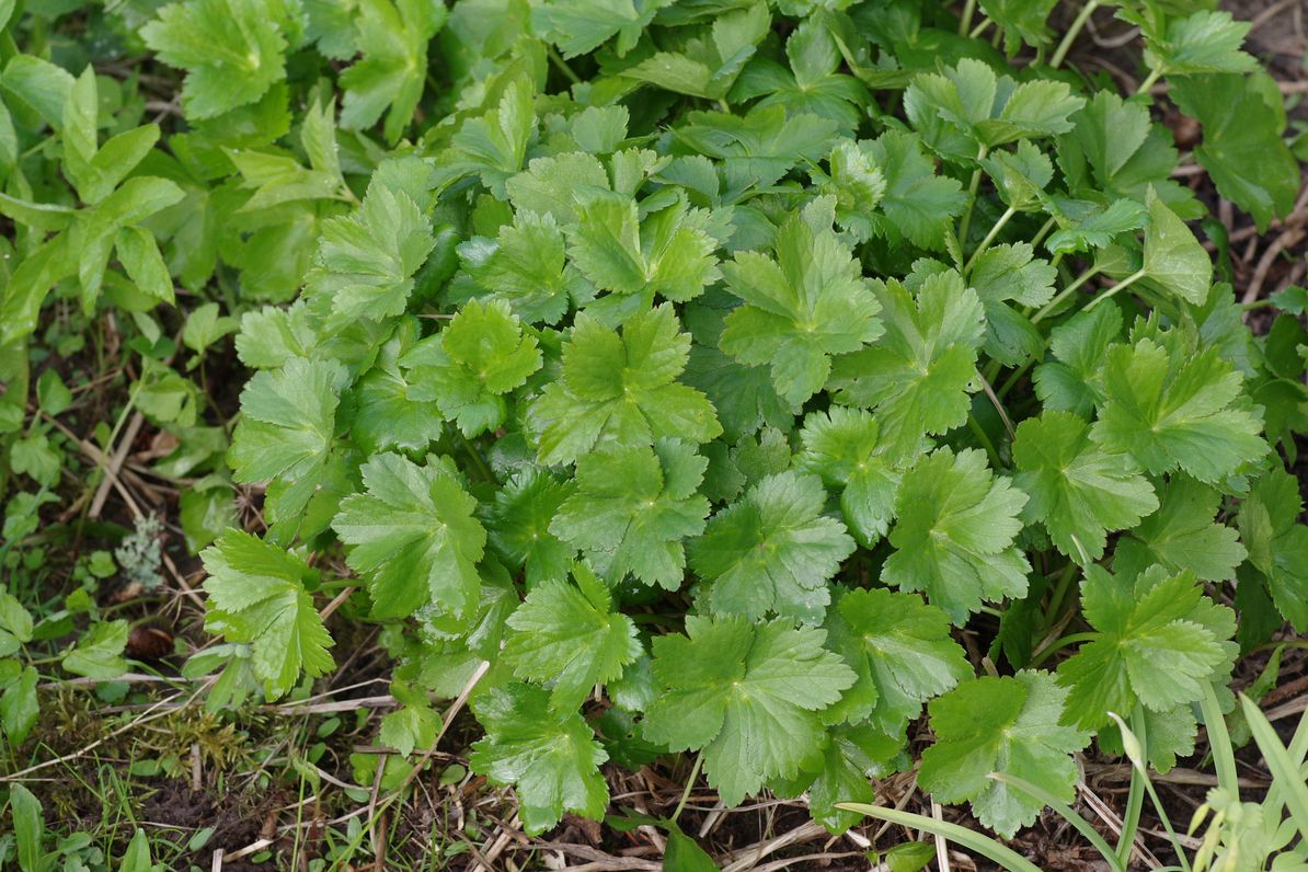 Image of Astrantia major specimen.
