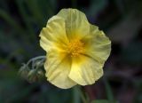 Helianthemum grandiflorum