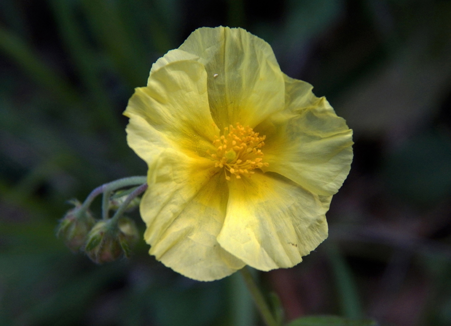 Image of Helianthemum grandiflorum specimen.