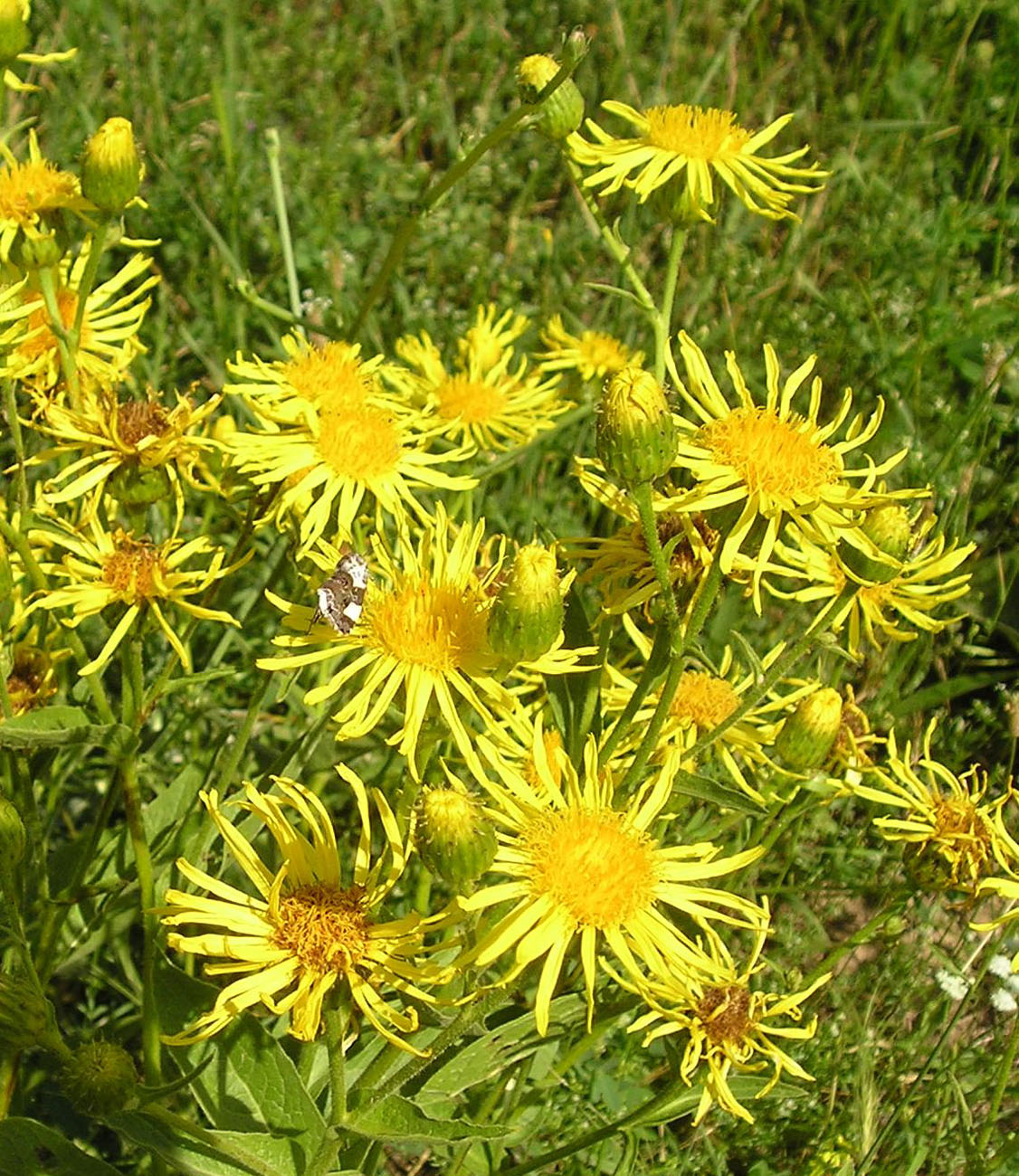 Image of Inula macrophylla specimen.