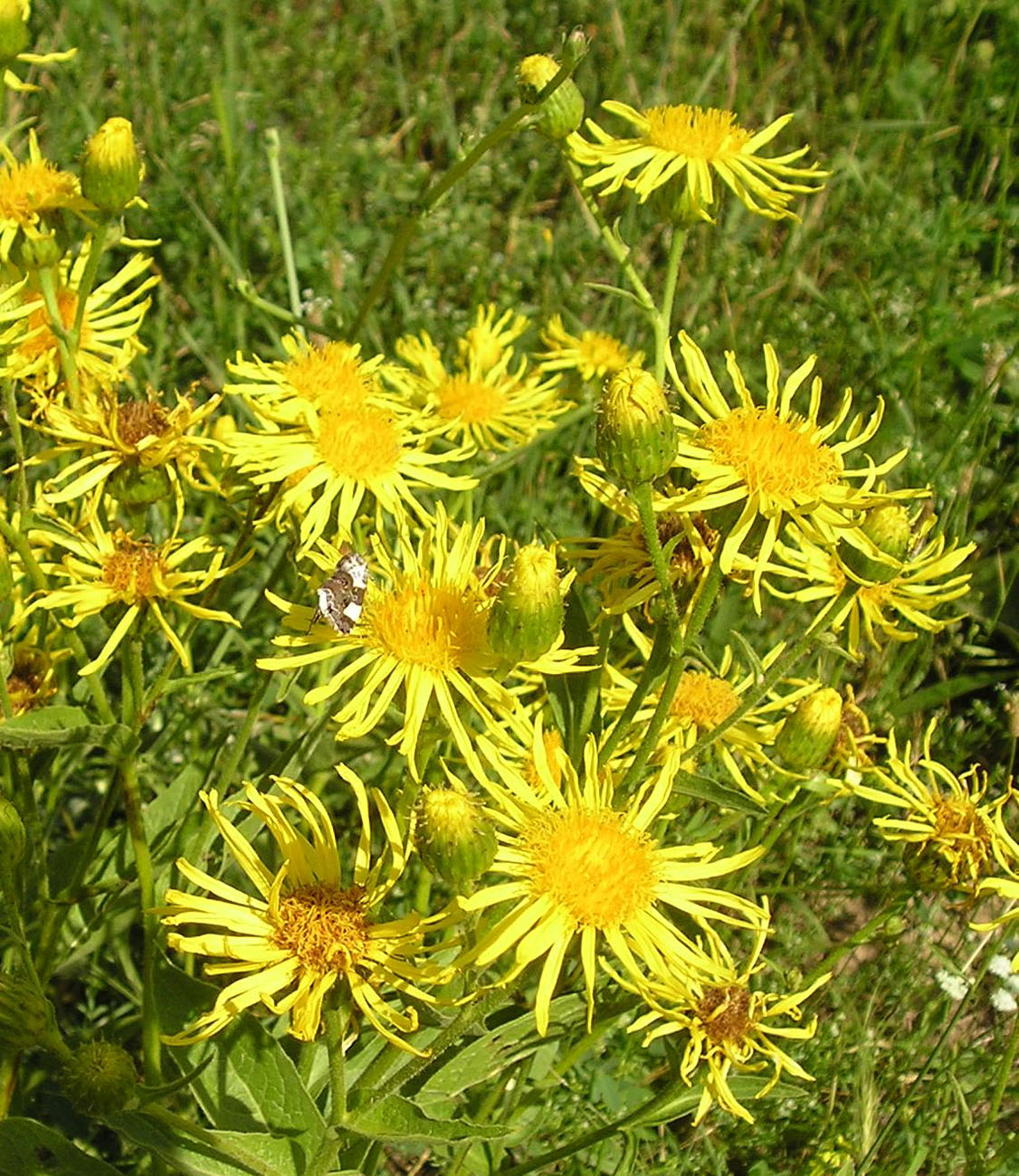 Изображение особи Inula macrophylla.