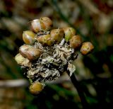 Allium psebaicum