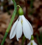 Galanthus plicatus