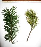 Abies sibirica