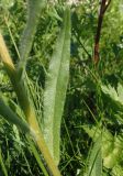 Anchusa officinalis. Лист. Украина, Тернопольская обл., Кременецкий р-н, г. Почаев, окраина города. 31.05.2015.