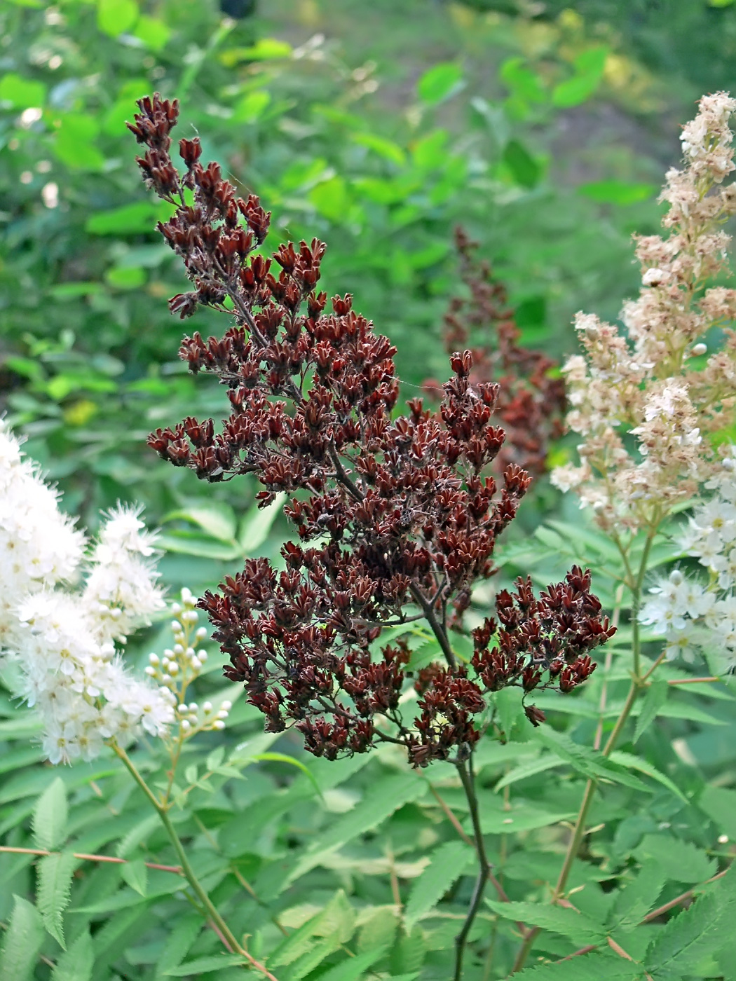 Image of Sorbaria sorbifolia specimen.