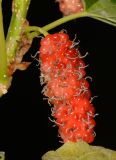 Morus australis