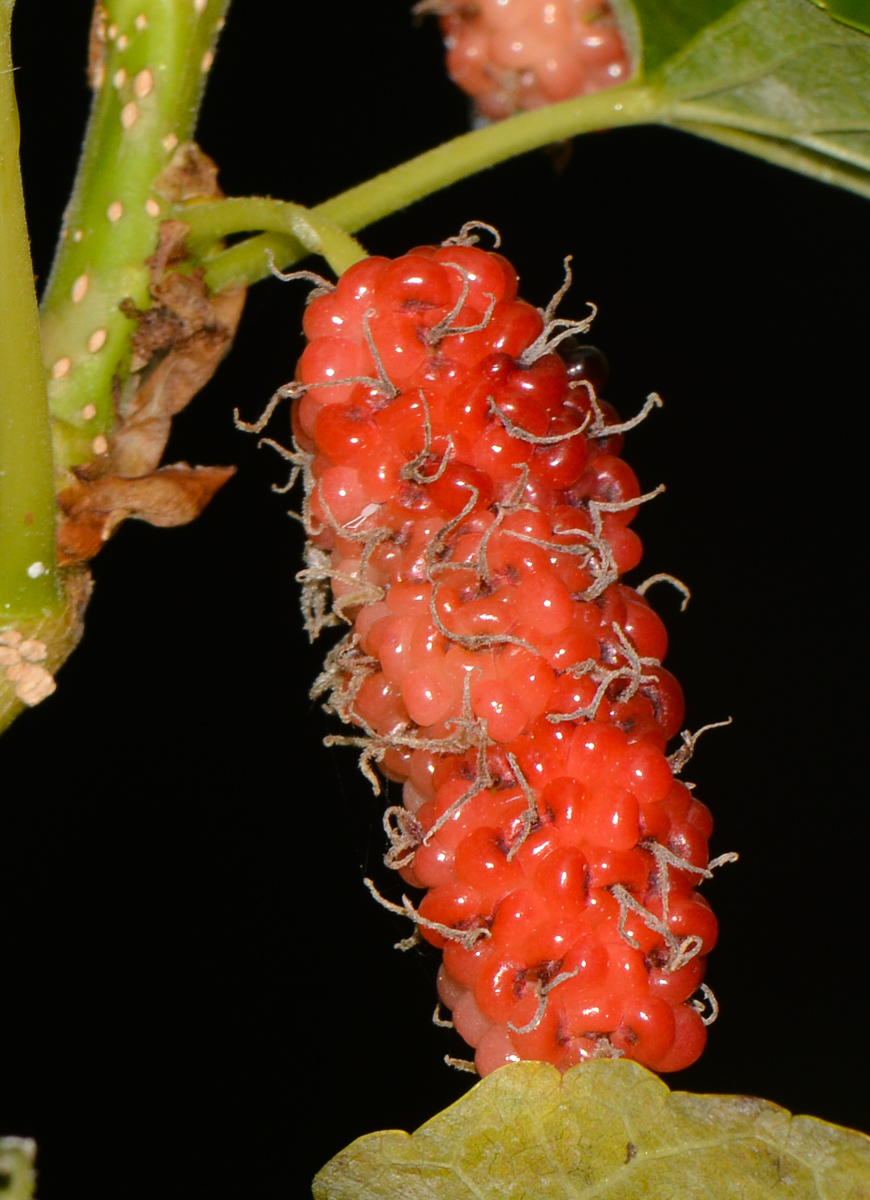 Image of Morus australis specimen.