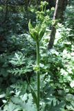 Heracleum sibiricum