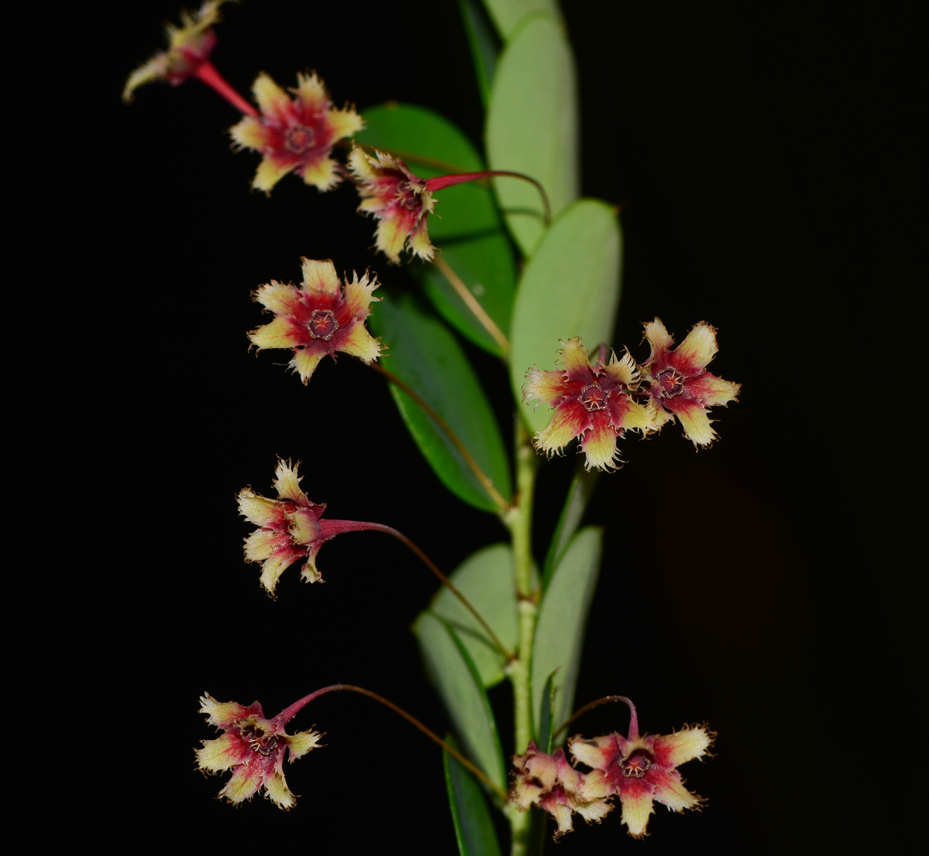 Изображение особи Phyllanthus pulcher.