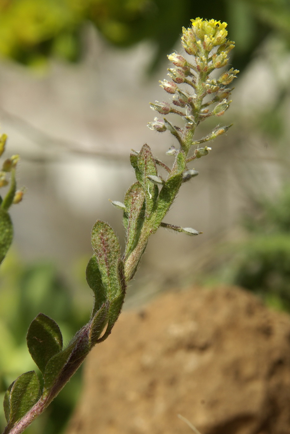 Image of Alyssum simplex specimen.