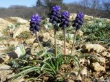 Muscari neglectum