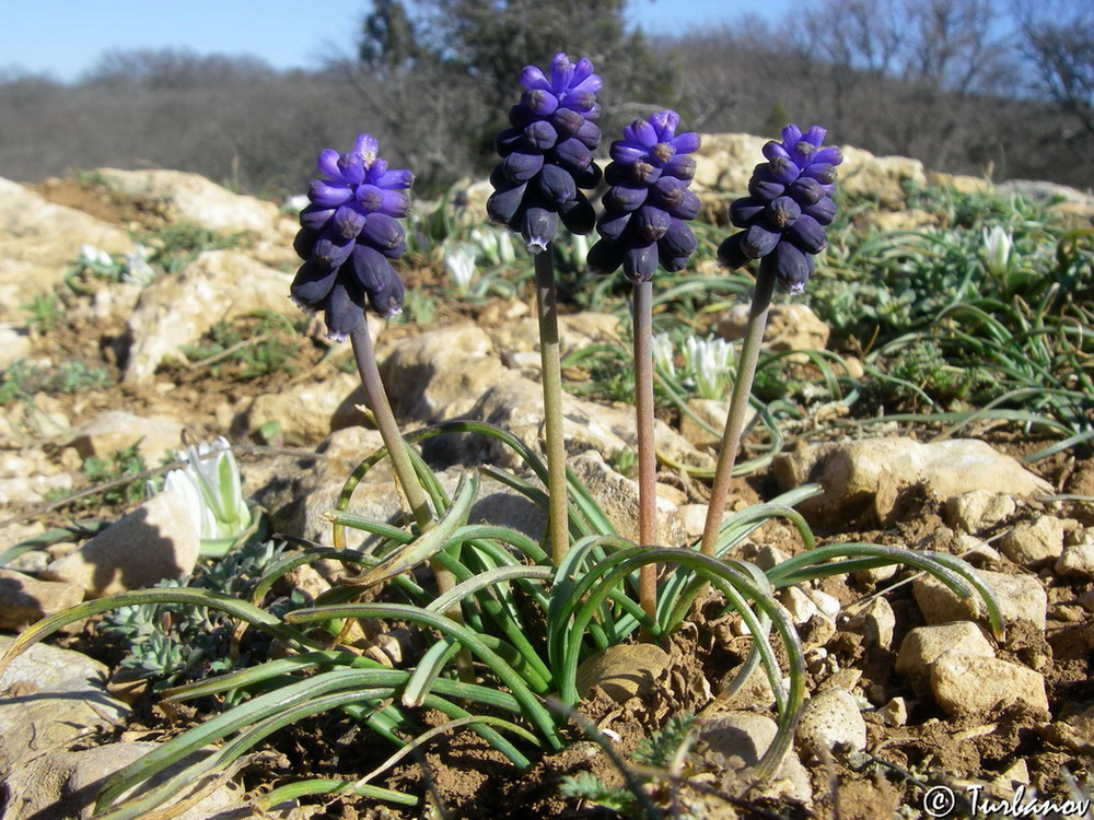 Image of Muscari neglectum specimen.