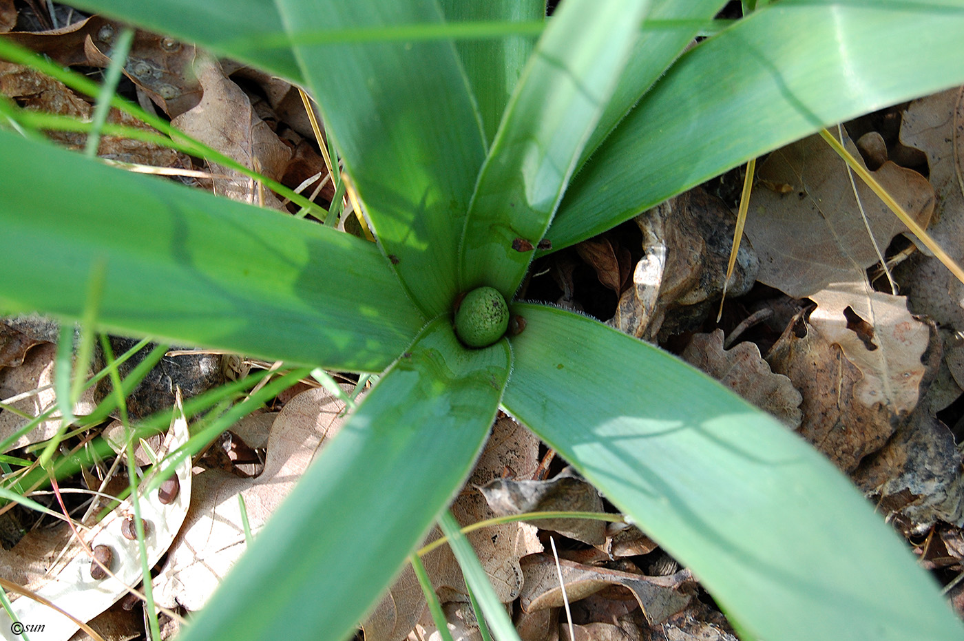 Image of Bellevalia sarmatica specimen.