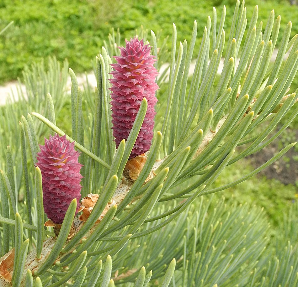 Image of Abies concolor specimen.