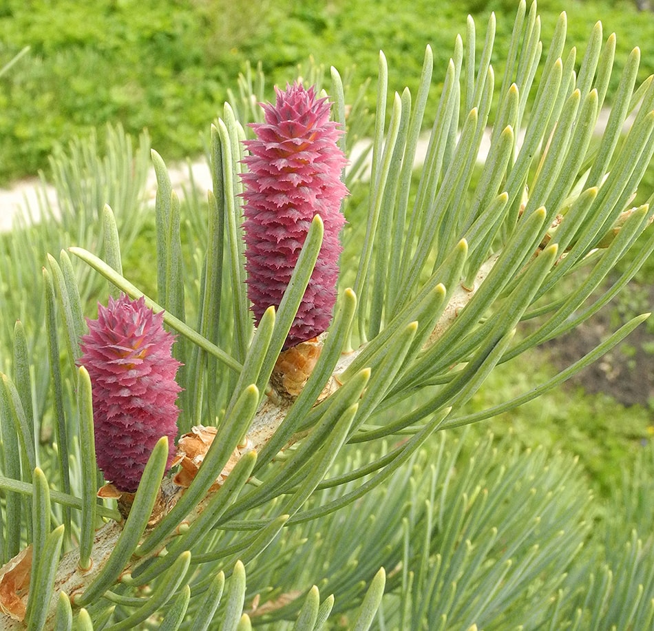 Изображение особи Abies concolor.