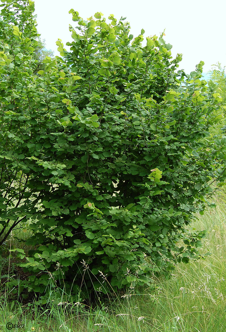 Image of Corylus avellana specimen.