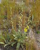 Verbascum undulatum