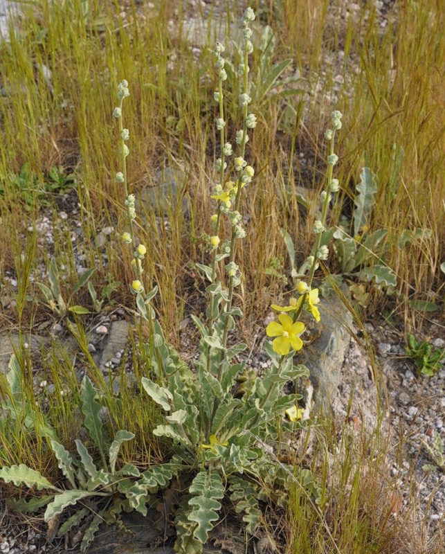 Изображение особи Verbascum undulatum.