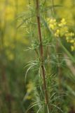 Galium verum. Часть побега. Ростовская обл., г. Волгодонск, на окраине Панского леса в поле. 19.06.2017.