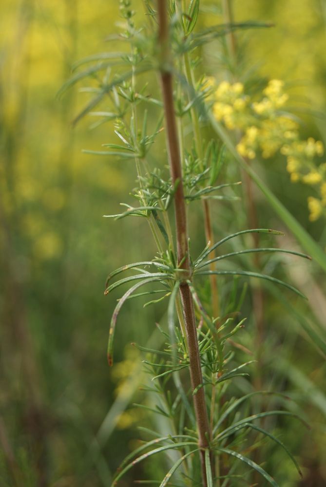 Image of Galium verum specimen.